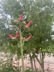 Scrophularia macrantha