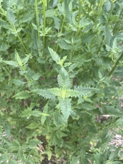 Scrophularia macrantha