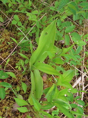 Platanthera psycodes