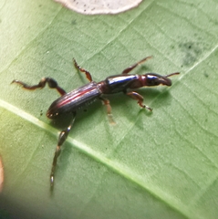 Cyphagogus