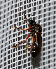 Dioctria claripennis