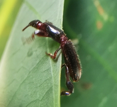 Cyphagogus
