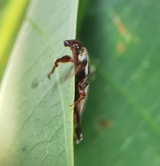 Cyphagogus