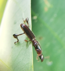 Cyphagogus