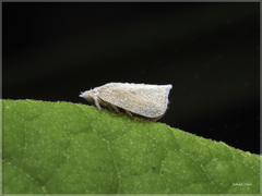 Mimophantia maritima