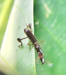 Cyphagogus