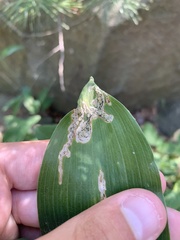 Parallelomma vittatum