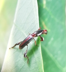 Cyphagogus