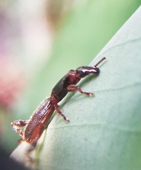 Cyphagogus