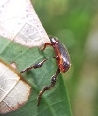 Cyphagogus