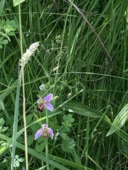 Ophrys apifera