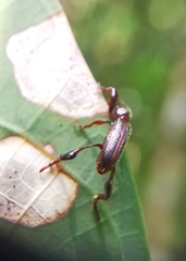 Cyphagogus