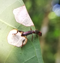 Cyphagogus