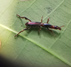 Cyphagogus