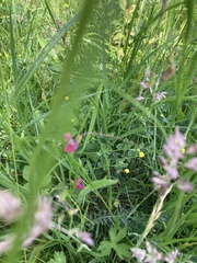 Lathyrus nissolia