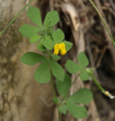Lotus ornithopodioides