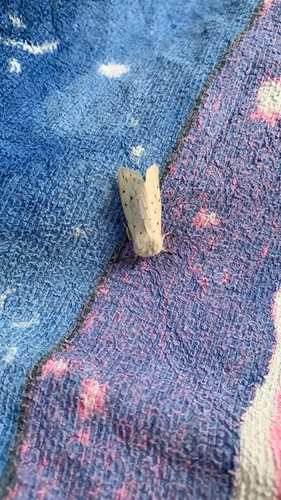 White Ermine, Heesbeen, photo 6 of 10