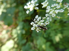 Molorchus umbellatarum