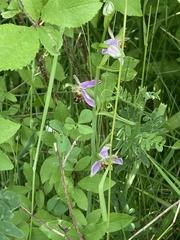 Ophrys apifera