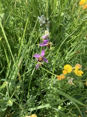 Ophrys apifera