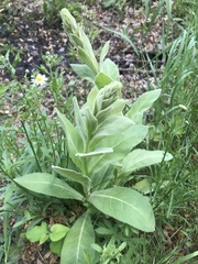 Verbascum thapsus