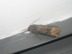 Agrotis ipsilon