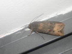 Agrotis ipsilon