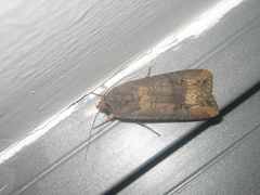 Agrotis ipsilon