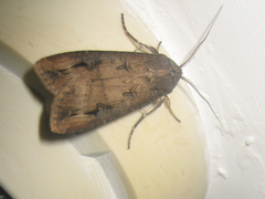 Agrotis ipsilon