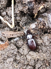 Gastrellarius honestus