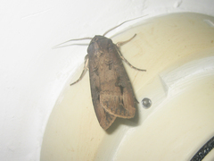 Agrotis ipsilon
