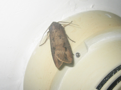 Agrotis ipsilon