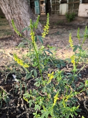 Melilotus officinalis