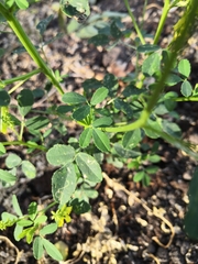 Melilotus officinalis