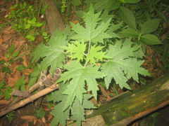 Girardinia diversifolia