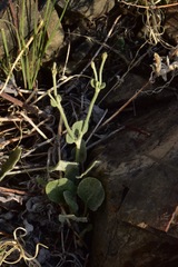 Eriogonum panamintense