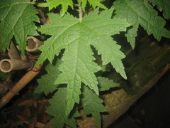 Girardinia diversifolia