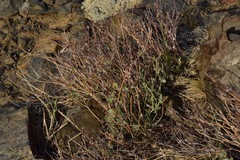 Eriogonum panamintense