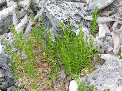 Drypis spinosa jacquiniana