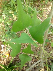Erythrina herbacea