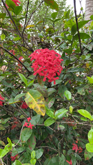 Ixora coccinea