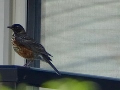 Turdus migratorius