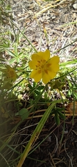 Potentilla aurea