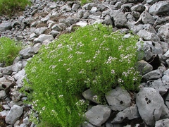 Drypis spinosa jacquiniana