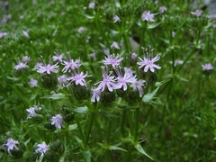 Drypis spinosa jacquiniana