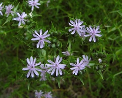 Drypis spinosa jacquiniana