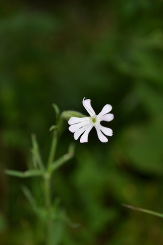 Silene aprentesi di notte