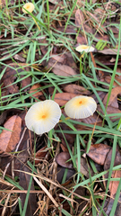 Leucocoprinus fragilissimus image