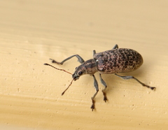 Polydrusus pilosus