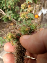 Malvastrum americanum